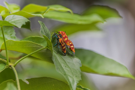 macro shot with an insectsの写真素材