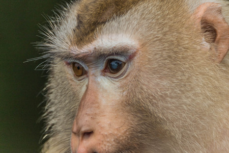 macro shot with monkey faceの写真素材