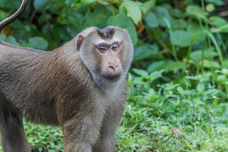 Monkey or ape is the common name of the chordate phylum. Floor mammal Rated apes (Primates) manner similar to humans.の写真素材