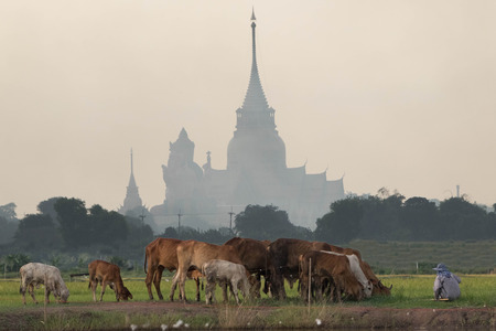 Cows, cattle are animals with hooves are large pets are the most common. A modern outstanding in the subfamily Bovinae is the most widespread species in the genus Bos.の写真素材
