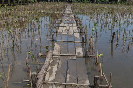 Mangrove or mangrove is a plant growing on the subtidal and highest tide. Coastal Estuary or bay