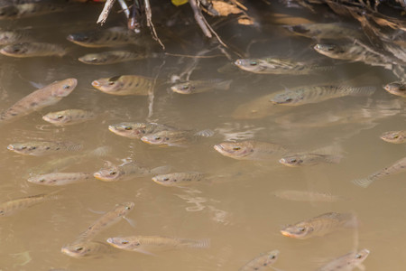 Fish classified in the phylum vertebrates. The animals that live in the water. As cold-blooded animals Breathe with gills and vertebratesの写真素材