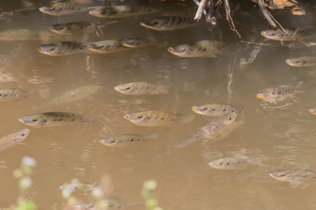 Fish classified in the phylum vertebrates. The animals that live in the water. As cold-blooded animals Breathe with gills and vertebratesの写真素材