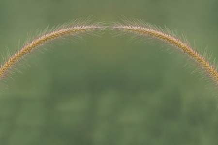 Flower grass is a naturally occurring flower. Available in all regions of the world. Some beautiful species are fragrant.の写真素材