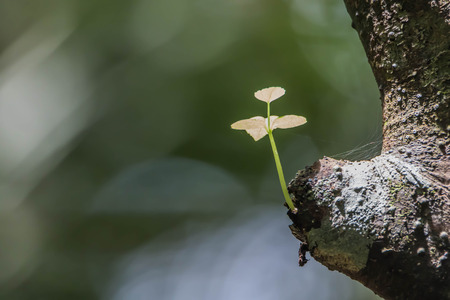 The leaves make food by photosynthesis process. Leaf size and shape and is divided into two different types according to the different characteristics.の写真素材