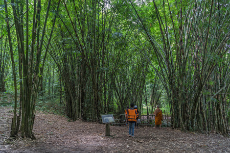 Bamboo is a grass family tree A tall, very Utilized by many. Leaves also become food for the pandas as well.の写真素材