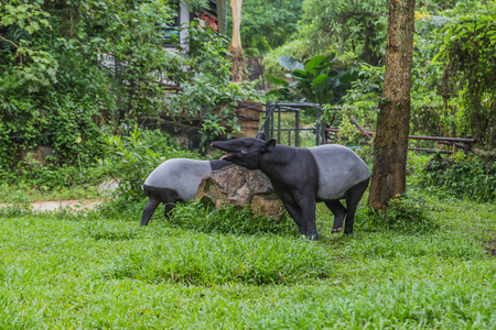 Tapir is a mammal that feeds on large plants. Tapiridae is present in Tapiridae, only one species is Tapirus. There are 4 species.の写真素材