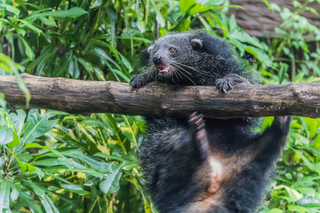 Bear is in the chordate phylum. Floor mammal The carnivores The ball is in the family Ursidae. Small round eyes and earsの写真素材