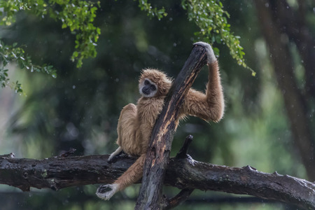 Gibbons classified in the phylum chordate. Floor mammal primate (Primates) is the ape.の写真素材
