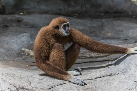 Gibbons classified in the phylum chordate. Floor mammal primate (Primates) is the ape.の写真素材