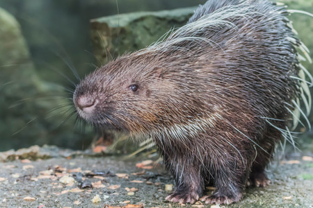 The hedgehog is an animal that has the ability to flip a feather into an enemy, but the truth is not so. When the hedgehog finds an enemy, he quickly turns and runs away.の写真素材