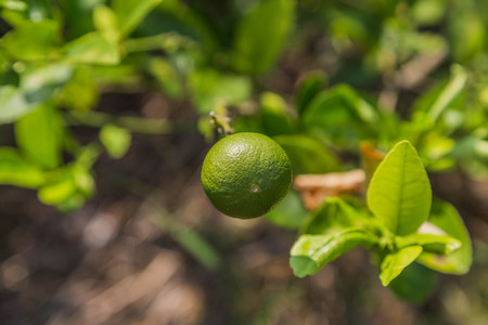 Lemon fruit species The result is a sour taste Organized in citrus (Citrus) green when ripe, will be...