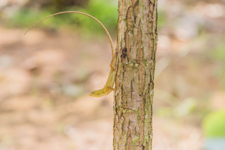Most lizards are carnivorous. They eat insects and arthropods is. But for a family with such a large...