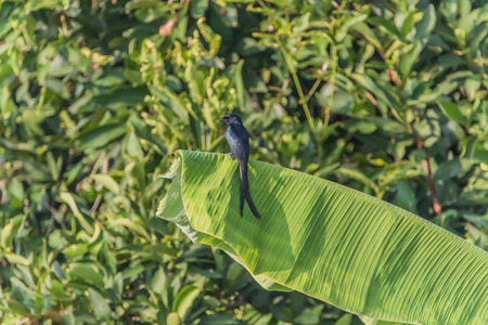 Wong Drongo general characteristics of birds in this family will have black fur. The tail is forked Some eyes are red when fully grown. Live on the treesの写真素材