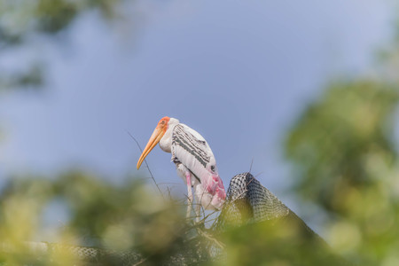 There are large water birds stand about 90 centimeters in heightの写真素材