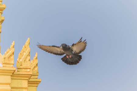 Culver. A bird folk Which have been cultured with different purposes for more than 3000 years or descended from Rock dove Rock pigeon.の写真素材