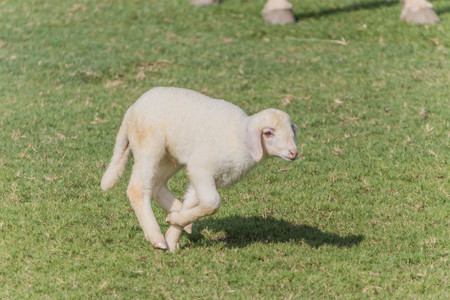 Sheep are ruminant Eat grass and plants essentially have thick fur and a fluffy pup mammalian milk.の写真素材