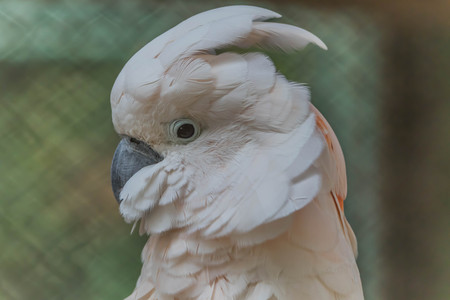 Parrots or birds hookworm (English: Parrot) is one of the birds. The scientific name Psittaciformes. The birds have a very different physiology. Is available from small to large.の写真素材