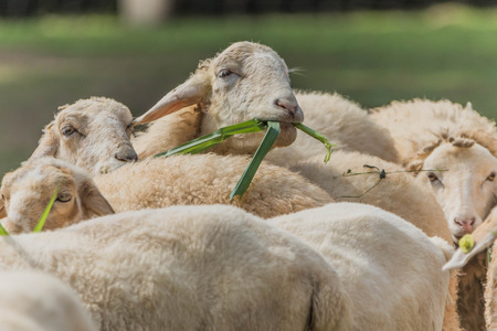 Sheep are ruminant Eat grass and plants essentially have thick fur and a fluffy pup mammalian milk.の写真素材