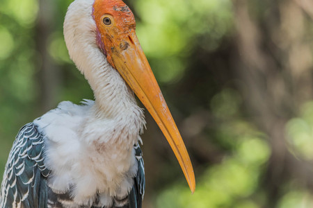 There are large water birds stand about 90 centimeters in height. -, Body hair, white with green stripes on the backs of black flies. And a rosy pink marking on the wing and the lower back.の写真素材
