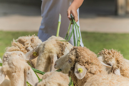 Sheep are ruminant Eat grass and plants essentially have thick fur and a fluffy pup mammalian milk.の写真素材