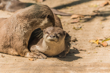 Otters are animals in the phylum chordate. Floor mammalian milk The large carnivores in the family Mustelidae.の写真素材