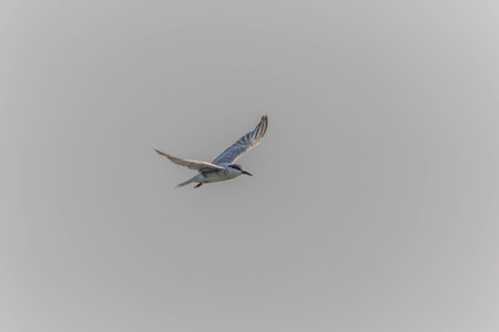 A bird with a medium A length of 46-47 cm is different from other types of gulls with large white...