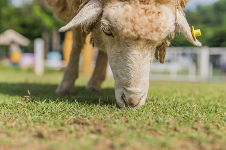 Sheep are ruminant Eat grass and plants essentially have thick fur and a fluffy pup mammalian milk.の写真素材