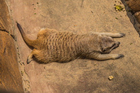 Meerkat animal is active. Enemies can run away quickly. Often have a habit of vigilance. Precautions at all times.の写真素材