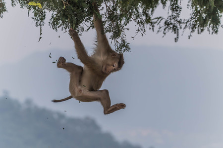 Monkey fooling around between treesの写真素材