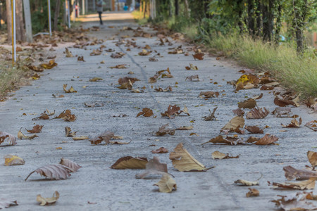 The leaves make food by photosynthesis process. Leaf size and shape and is divided into two different types according to the different characteristics.の写真素材