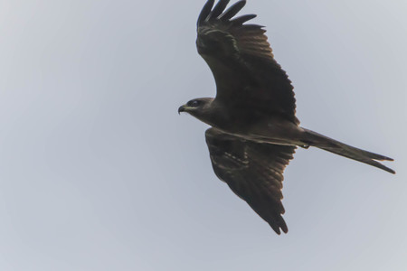 Hawk is similar to an eagle, a bird of prey as well. But the Hawks are smaller than a hooked beak and sharp claws flying strong in spreading fast and wide long wings can fly or heat.の写真素材