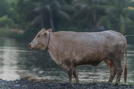 Cows, cattle are animals with hooves are large pets are the most common. A modern outstanding in the subfamily Bovinae is the most widespread species in the genus Bos.の写真素材