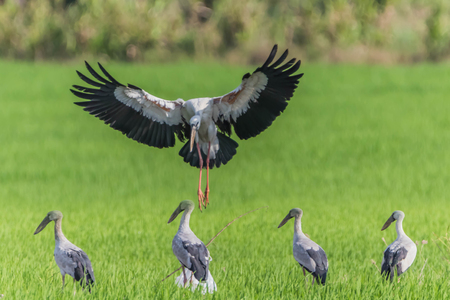 Asian Openbill Scientific name: Anastomus oscitans held in the family Stork (Ciconiidae) is a small bird in this family.の写真素材