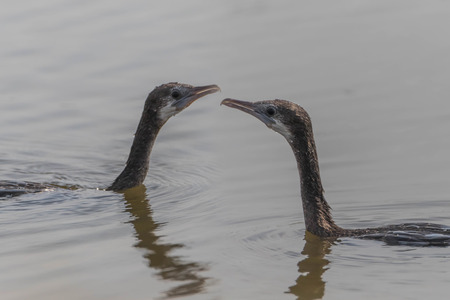 A bird in the family Anatidae smallest in Africa. With a length of about 52 cm body, mouth and...