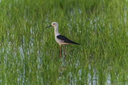 Some male birds have peaked and long straight black lips. Head and white body The wings and fuselage...