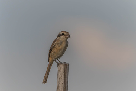 Poultry or birds (including chickens, ducks, geese, pheasants) are in the phylum Chordate class Aves is a common feature. A warm-blooded animal baht Twitterの写真素材