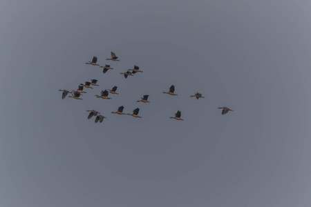 Anatidae Is a family of birds in the general appearance of the birds in this family ... is a body of water birds fort. Signup feature large flat mouth, short tails.の写真素材