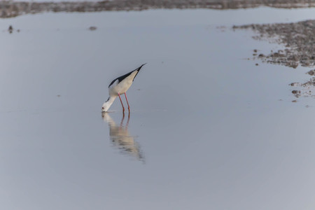 Some male birds have peaked and long straight black lips. Head and white body The wings and fuselage...