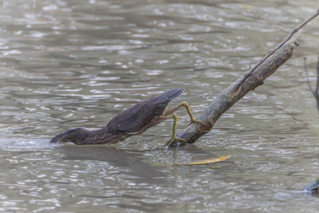 Pelicans are large water birds with long necks and legs. Often found wandering food or water...