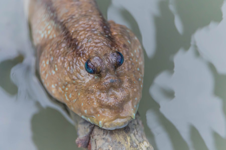 Pangasius is a fish that lives on land in fresh water, brackish water and saltwater, which is a fish that helps balance the ecosystem and is also popular for cooking.の写真素材