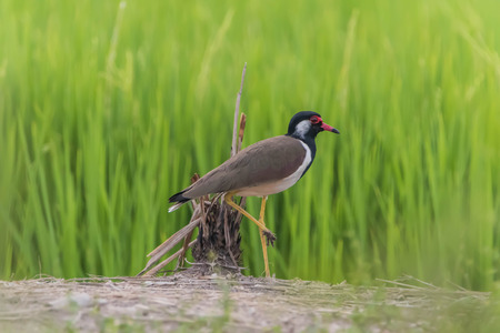 Pear or plover, or bird, or bird. The beauty of the bird comes with a loud scream, often singing at...