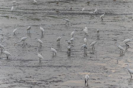 Pelicans are large water birds with long necks and legs. Often found wandering food or water...