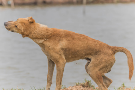 The official language of the dog or dogs (Canis lupus familiaris or scientific name Canis familiaris) is a mammal species in the family Canidae produce a multi-currency.の写真素材
