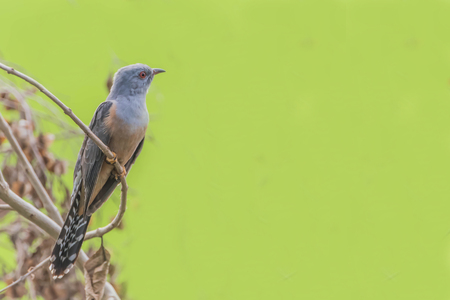 Poultry or birds (including chickens, ducks, geese, pheasants) are in the phylum Chordate class Aves is a common feature. A warm-blooded animal baht Twitterの写真素材