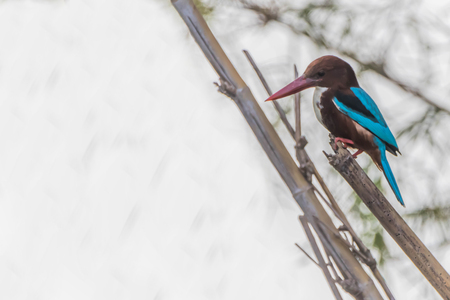 Kingfisher colorful. Blue-green bird dropped down to the stream and came immediately. It flapping fly with a fish pass up.の写真素材