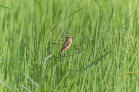 Poultry or birds (including chickens, ducks, geese, pheasants) are in the phylum Chordate class Aves is a common feature.の写真素材