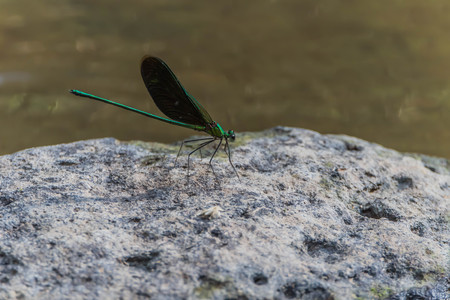 Dragonfly   is an insect larva lives in the water. Adult lives on land have wings to fly....