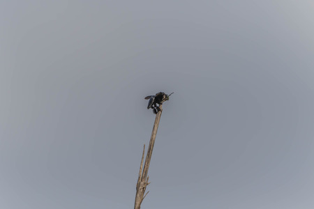 Bumble Bee is a species which is widespread in Southeast Asia. Bee species live in warm tropical...