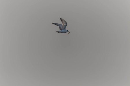 A bird with a medium A length of 46-47 cm is different from other types of gulls with large white stripes at the base of the wing feathers.の写真素材